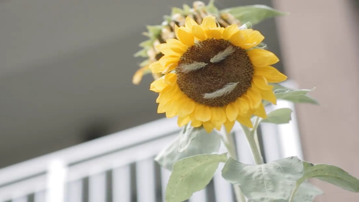 １８０７_ひまわり